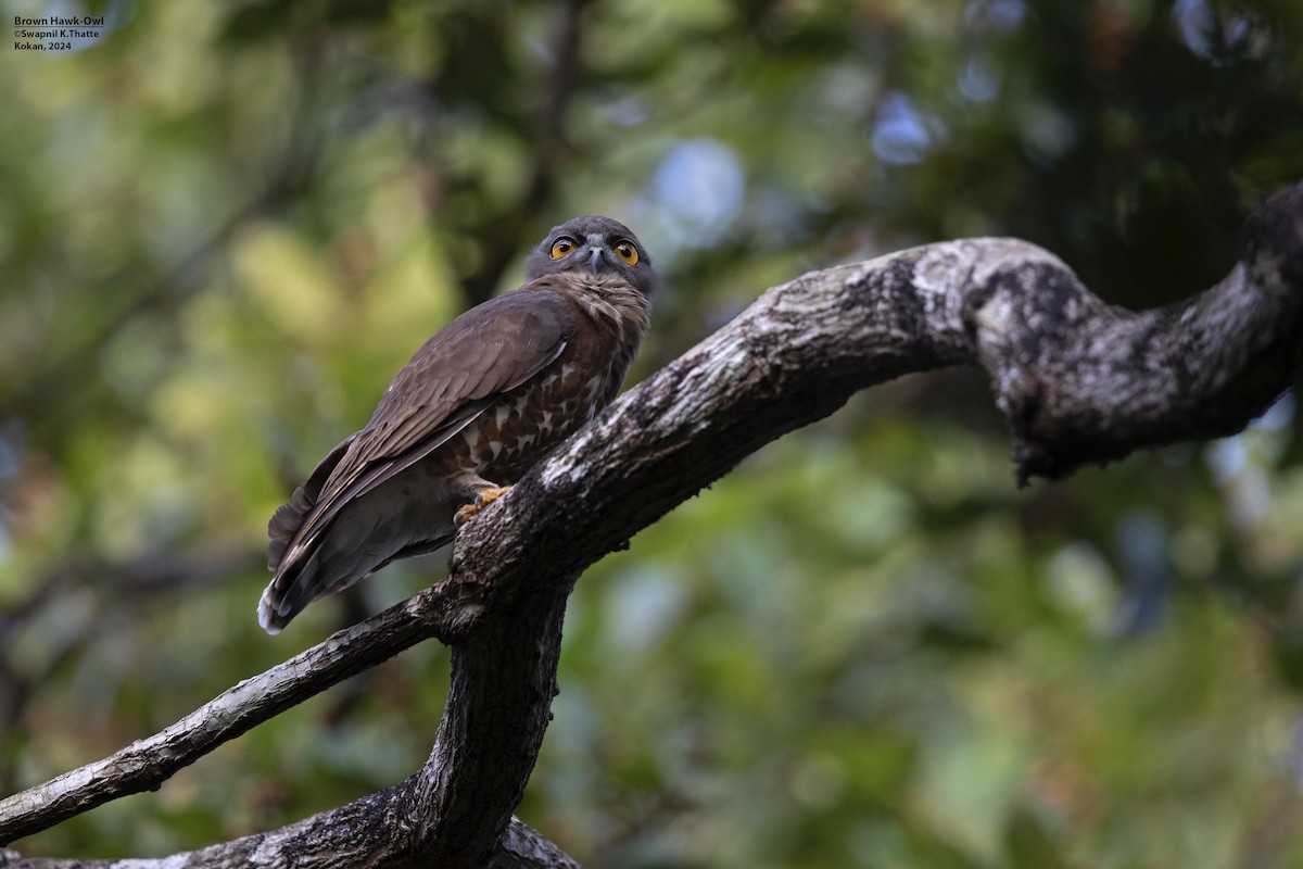 Brown Boobook - ML626025773