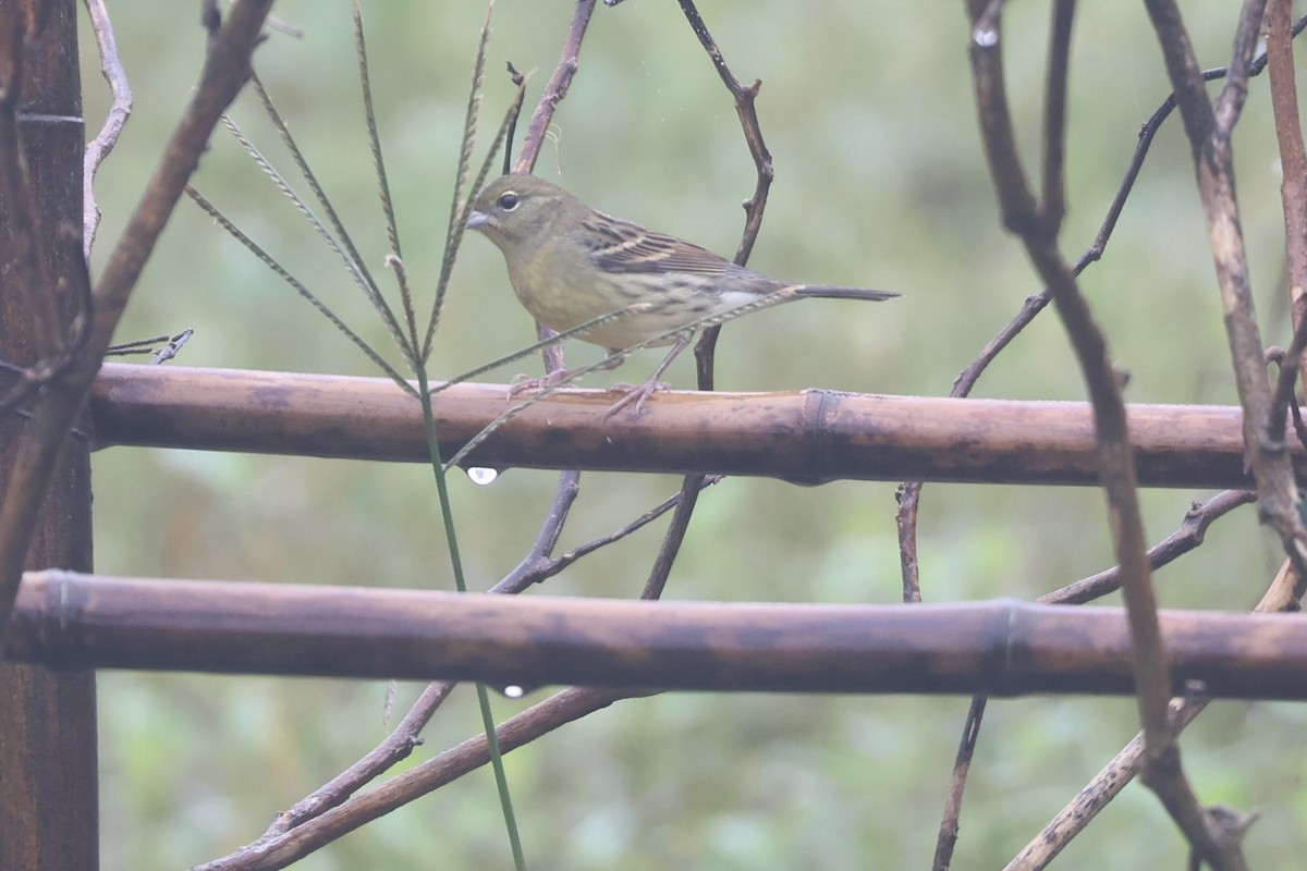 Yellow Bunting - ML626025812