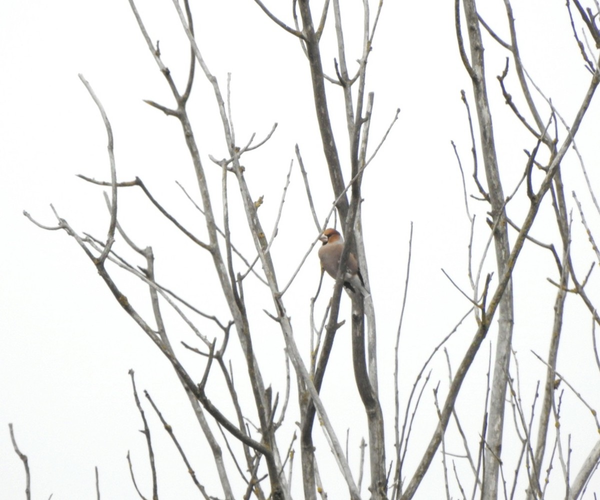 Hawfinch - ML626025916