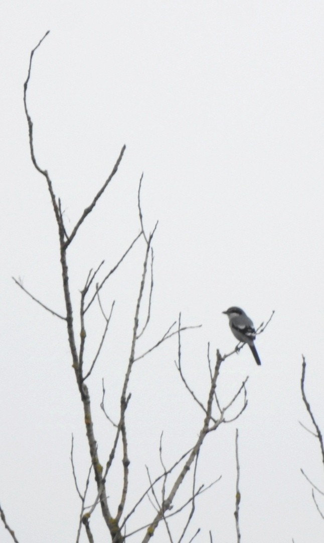 Iberian Gray Shrike - ML626025932