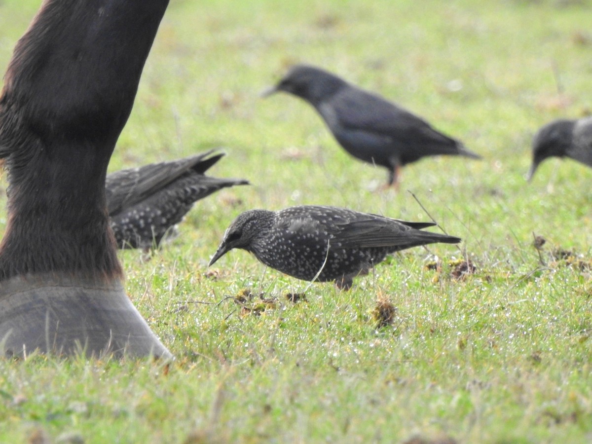 Spotless Starling - ML626025938