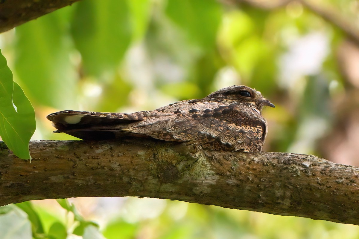 Gray Nightjar - ML626025957
