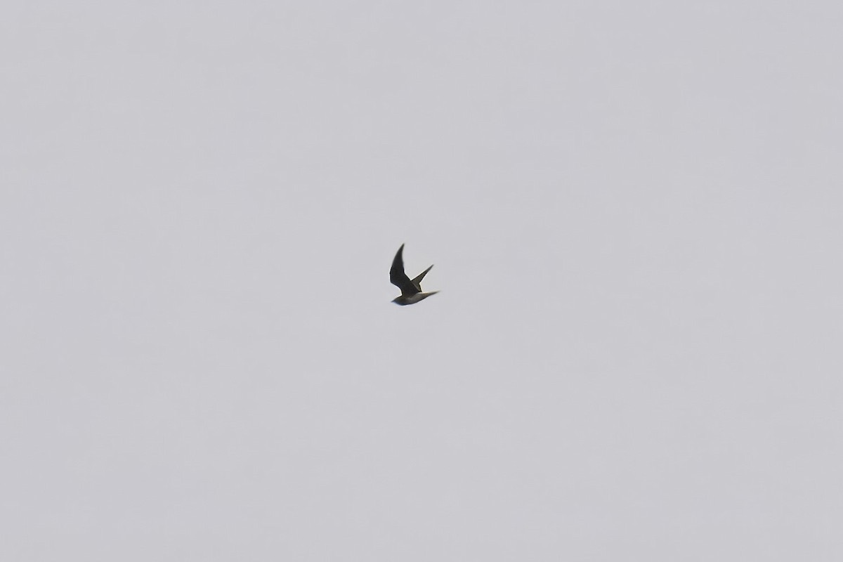 Oriental Pratincole - ML626025973