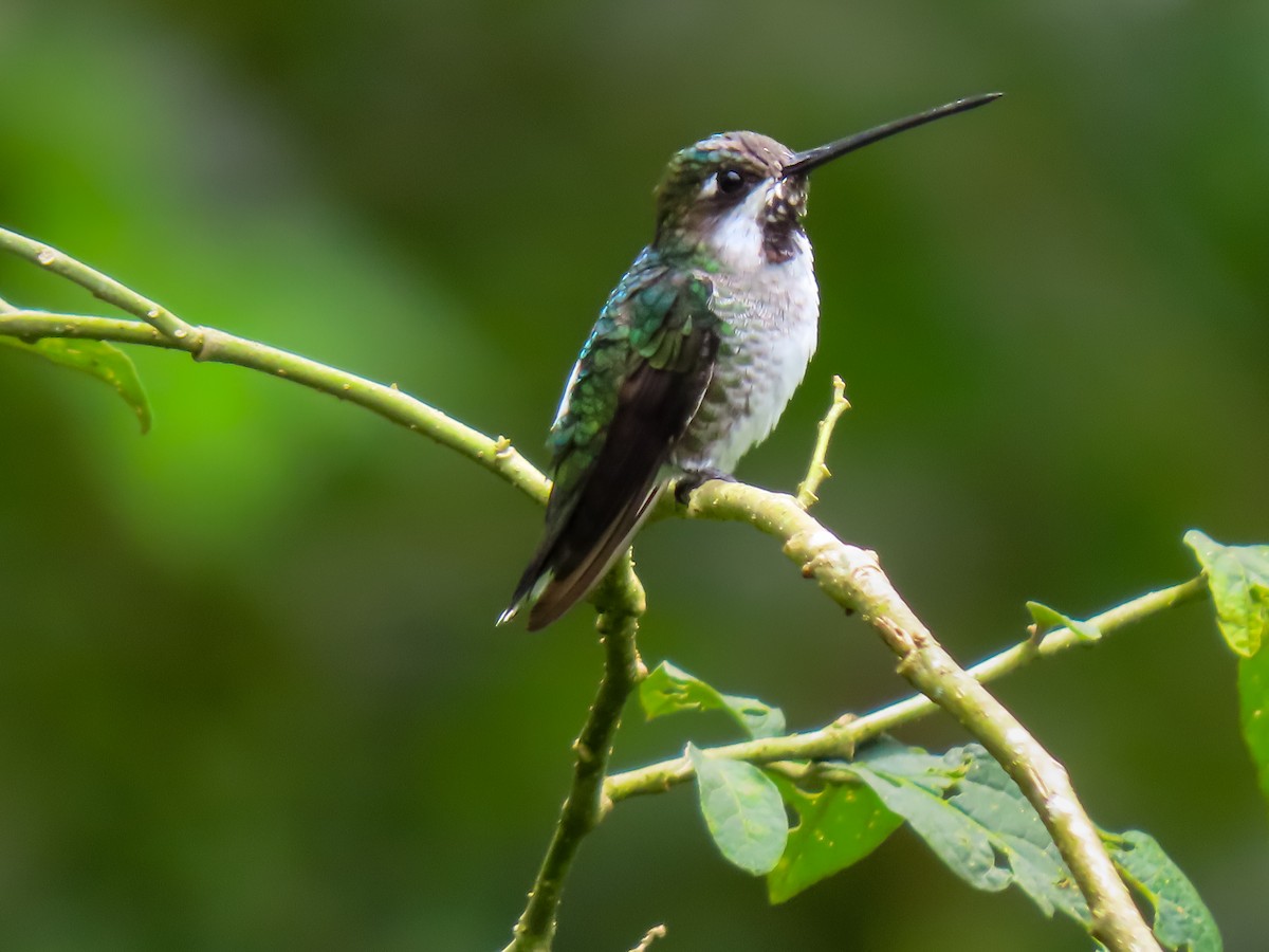 Long-billed Starthroat - ML626025977