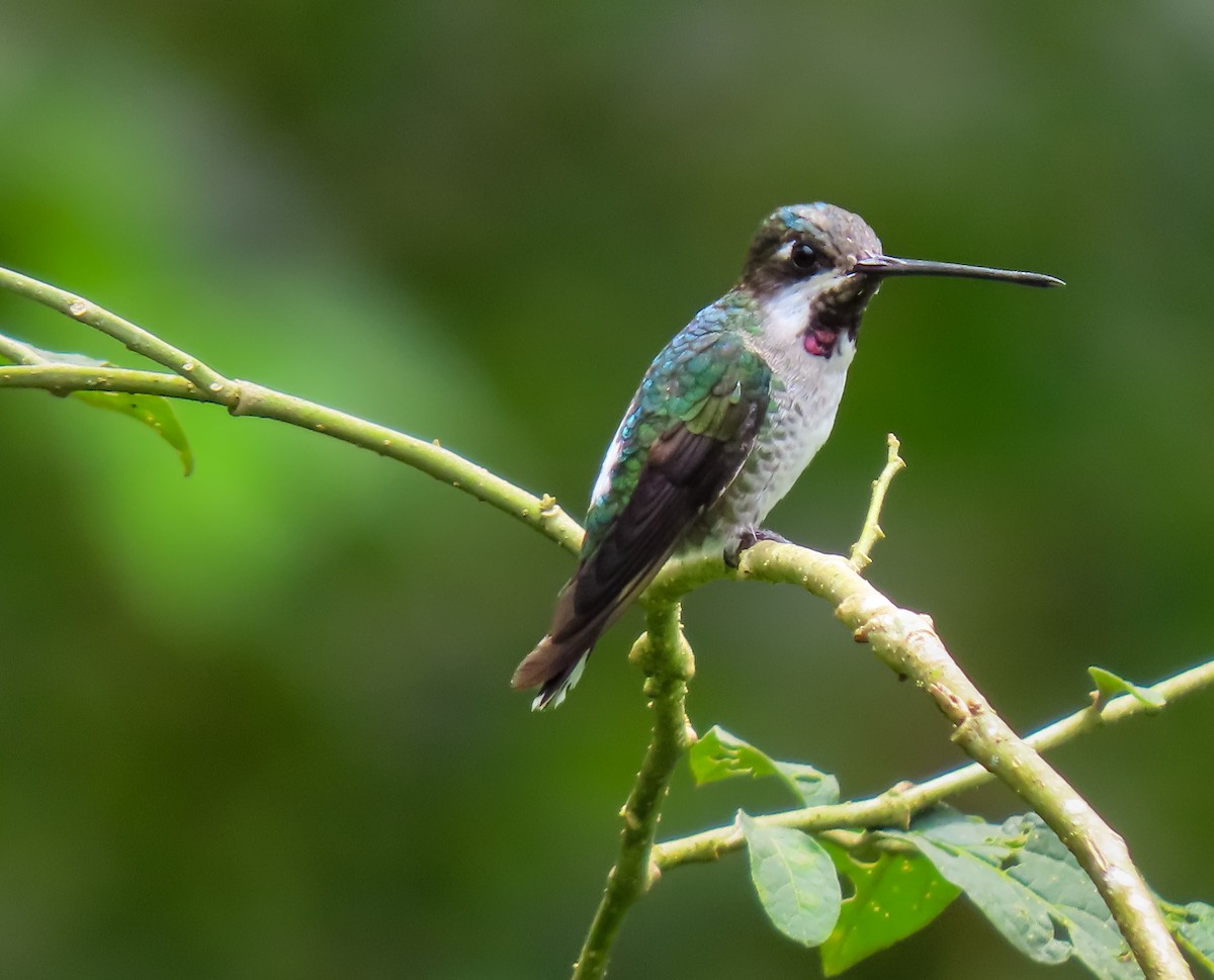 Long-billed Starthroat - ML626025978