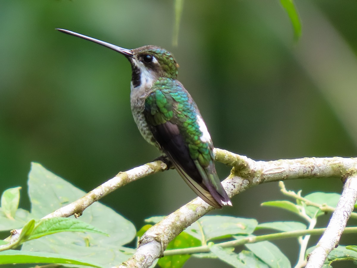 Long-billed Starthroat - ML626025979