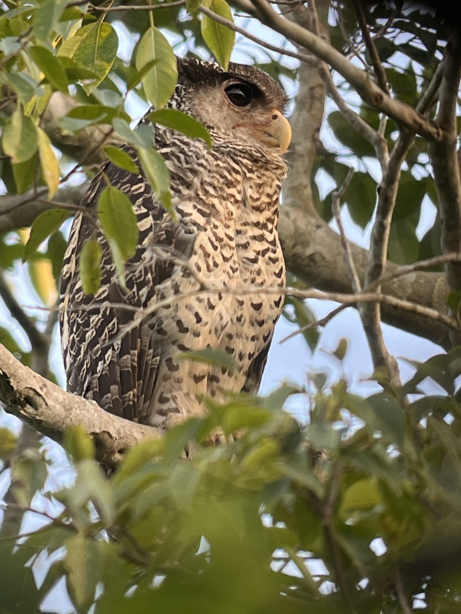 Spot-bellied Eagle-Owl - ML626026011