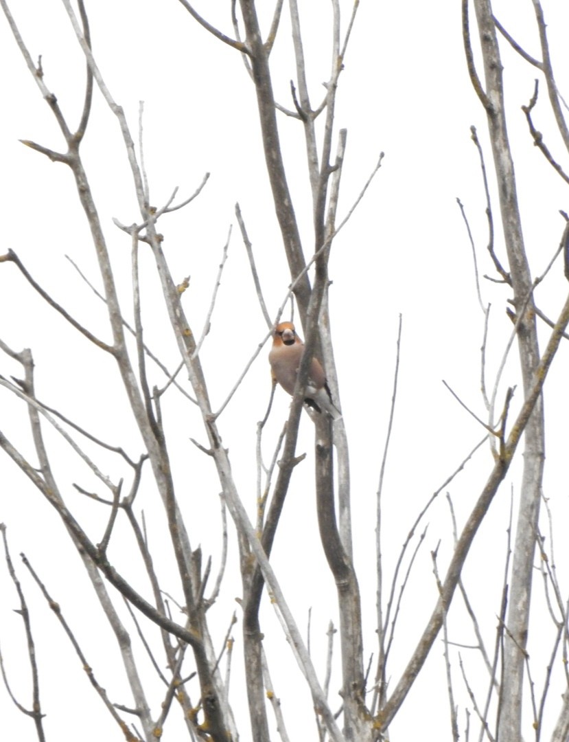 Hawfinch - ML626026030