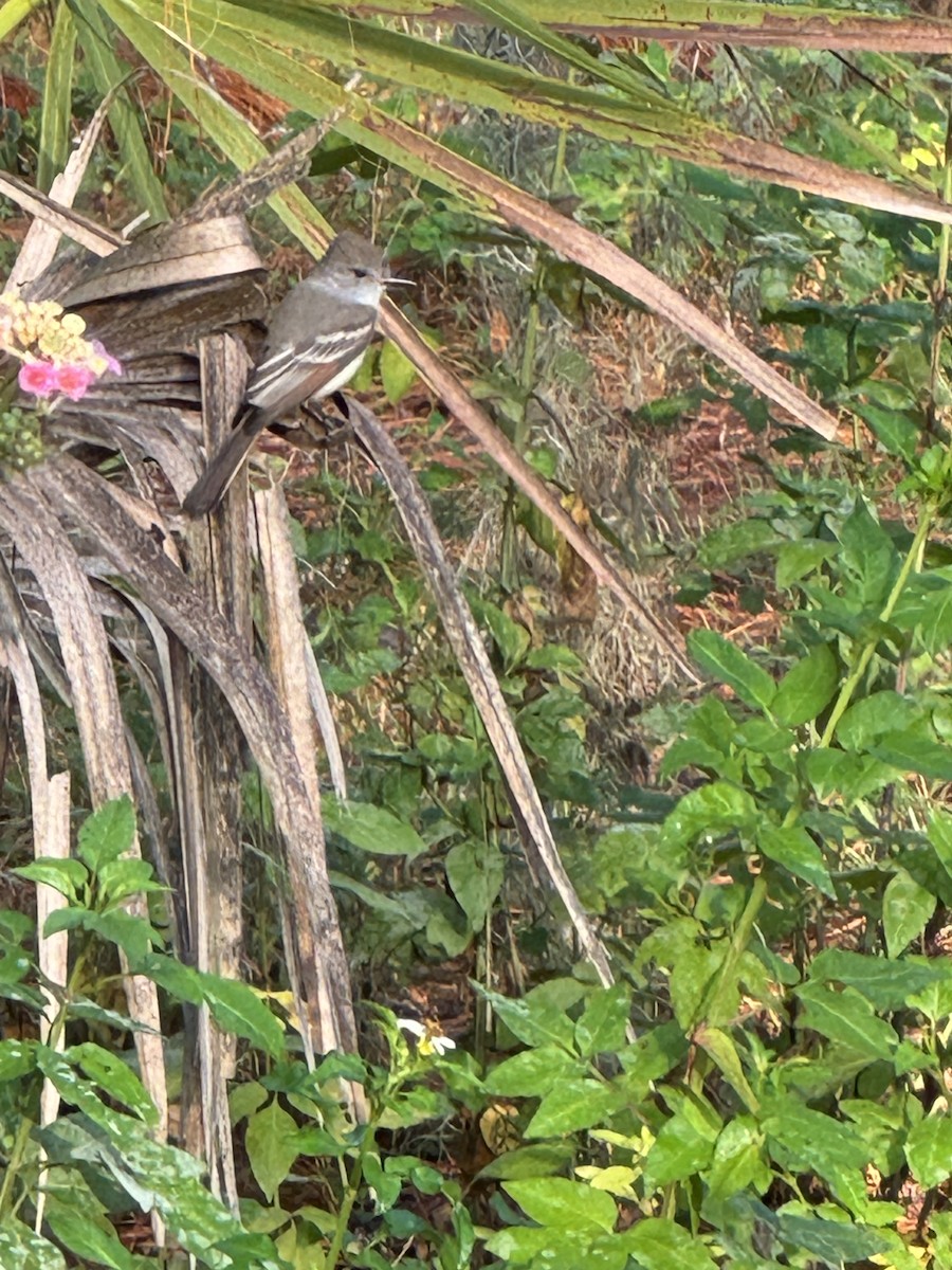 Ash-throated Flycatcher - ML626026042