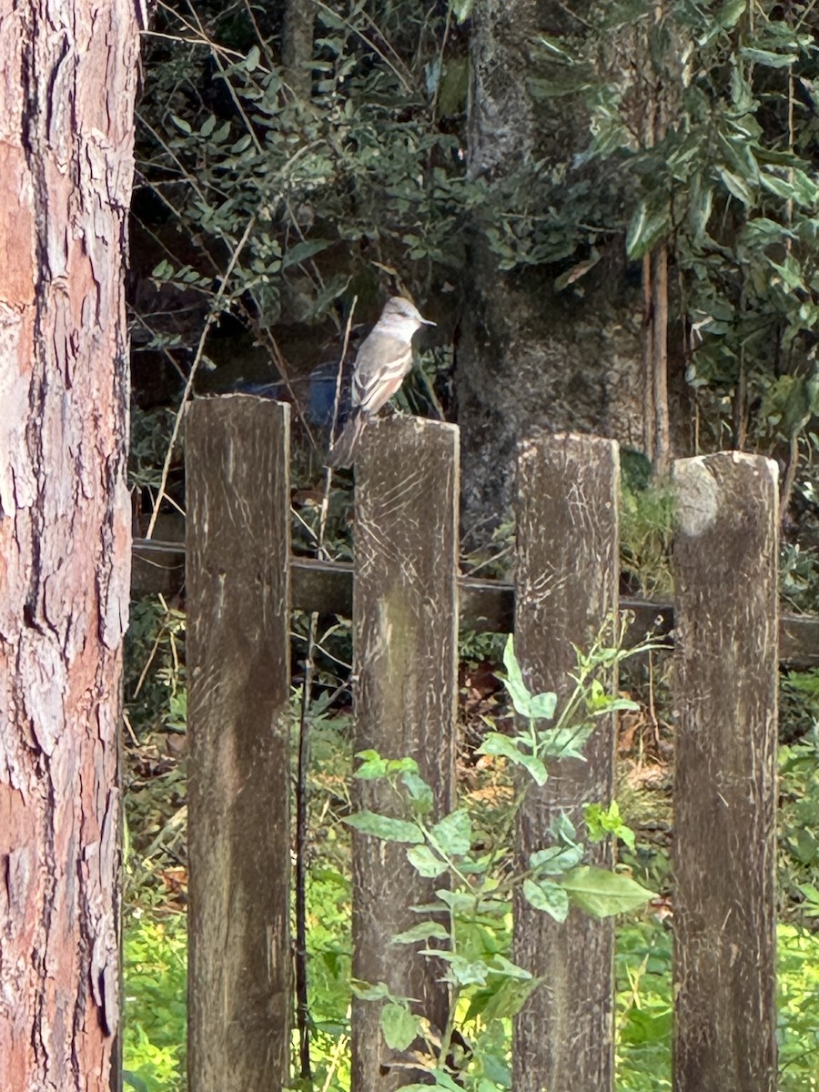 Ash-throated Flycatcher - ML626026043