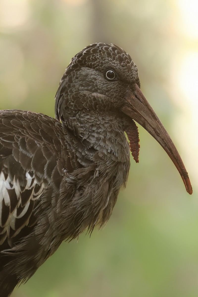 Wattled Ibis - ML626026110