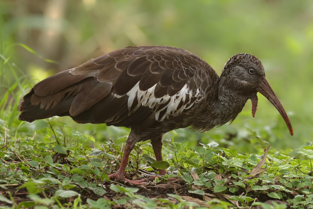 Wattled Ibis - ML626026111