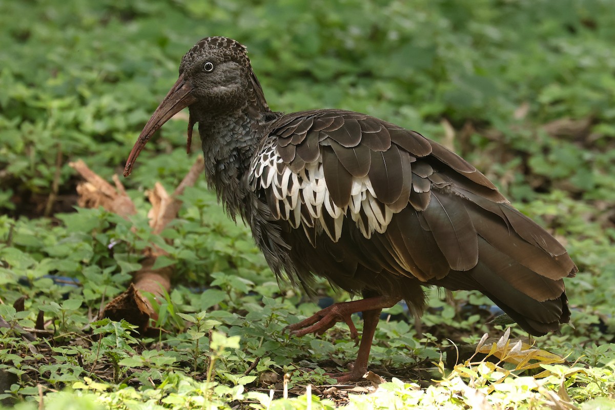 Wattled Ibis - ML626026112