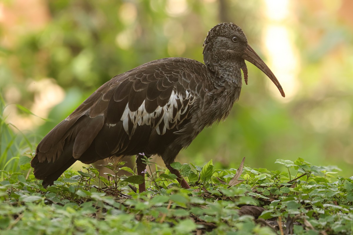 Wattled Ibis - ML626026113