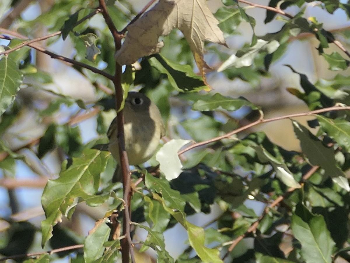 Ruby-crowned Kinglet - ML626026141