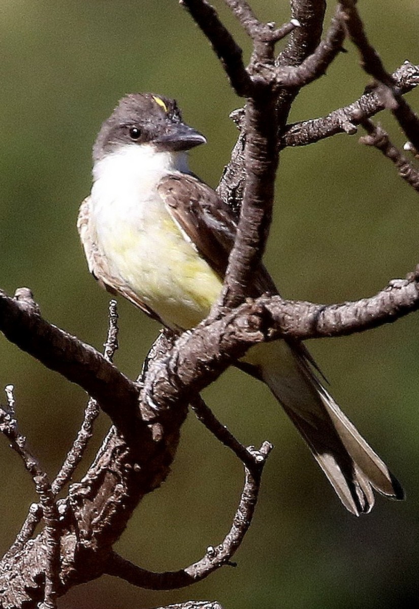 Thick-billed Kingbird - ML626026201