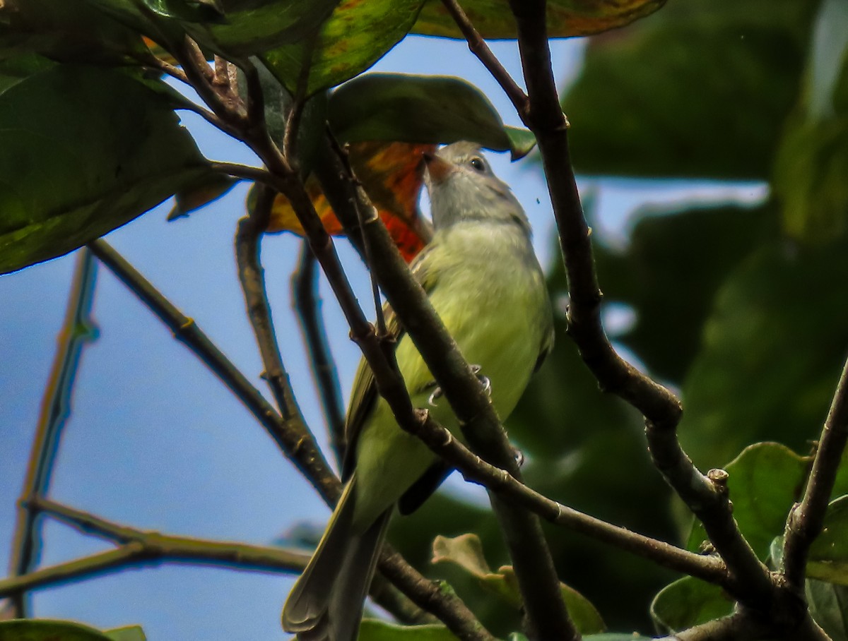 Yellow-bellied Elaenia - ML626026205