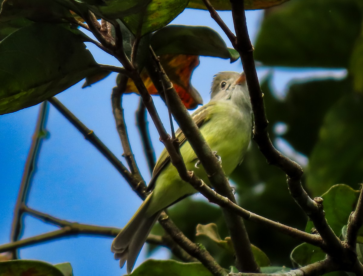 Yellow-bellied Elaenia - ML626026206