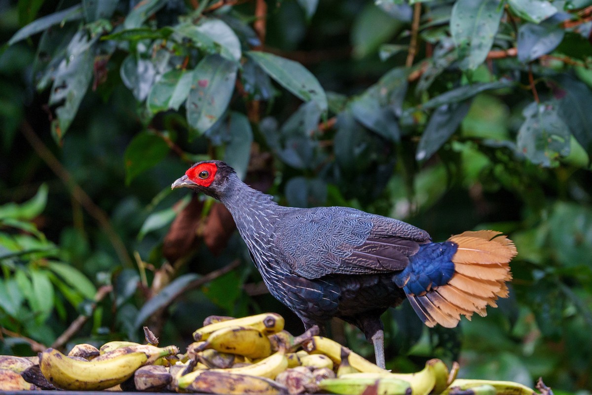 Bornean Crested Fireback - ML626026472