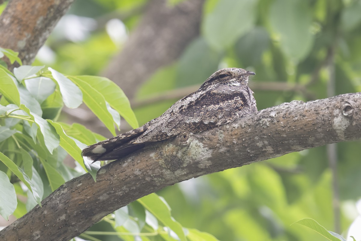 Gray Nightjar - ML626026504