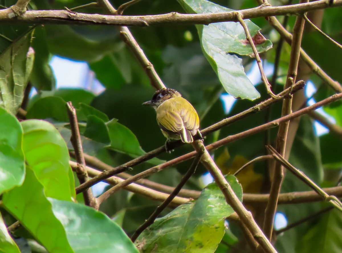 Olivaceous Piculet - ML626026601