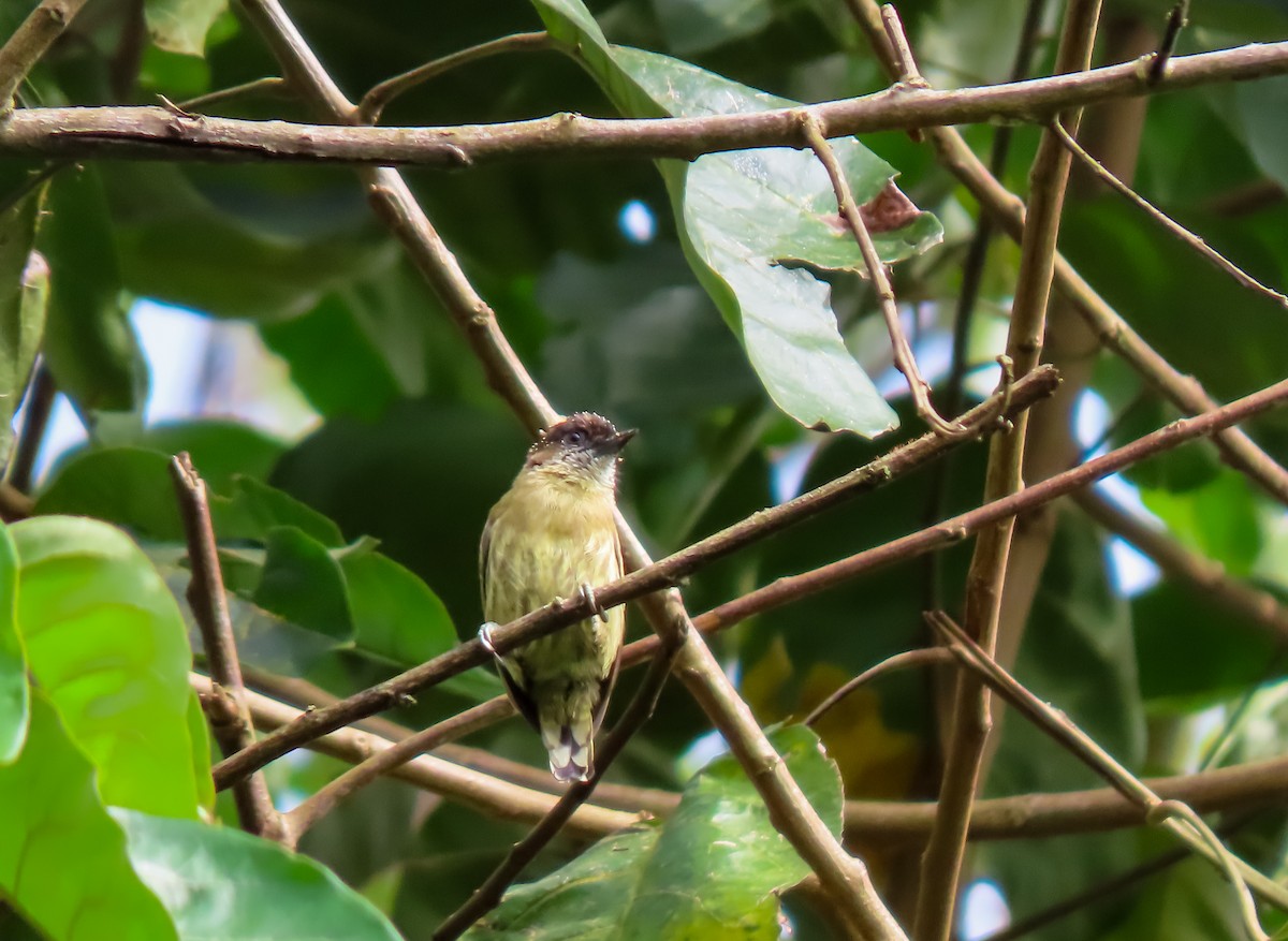 Olivaceous Piculet - ML626026602