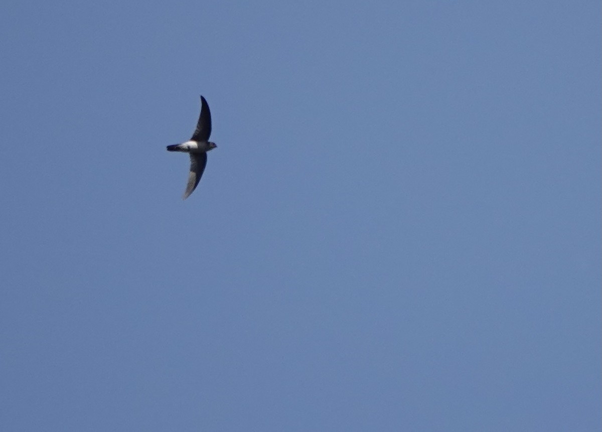 Drab Swiftlet - ML626026636