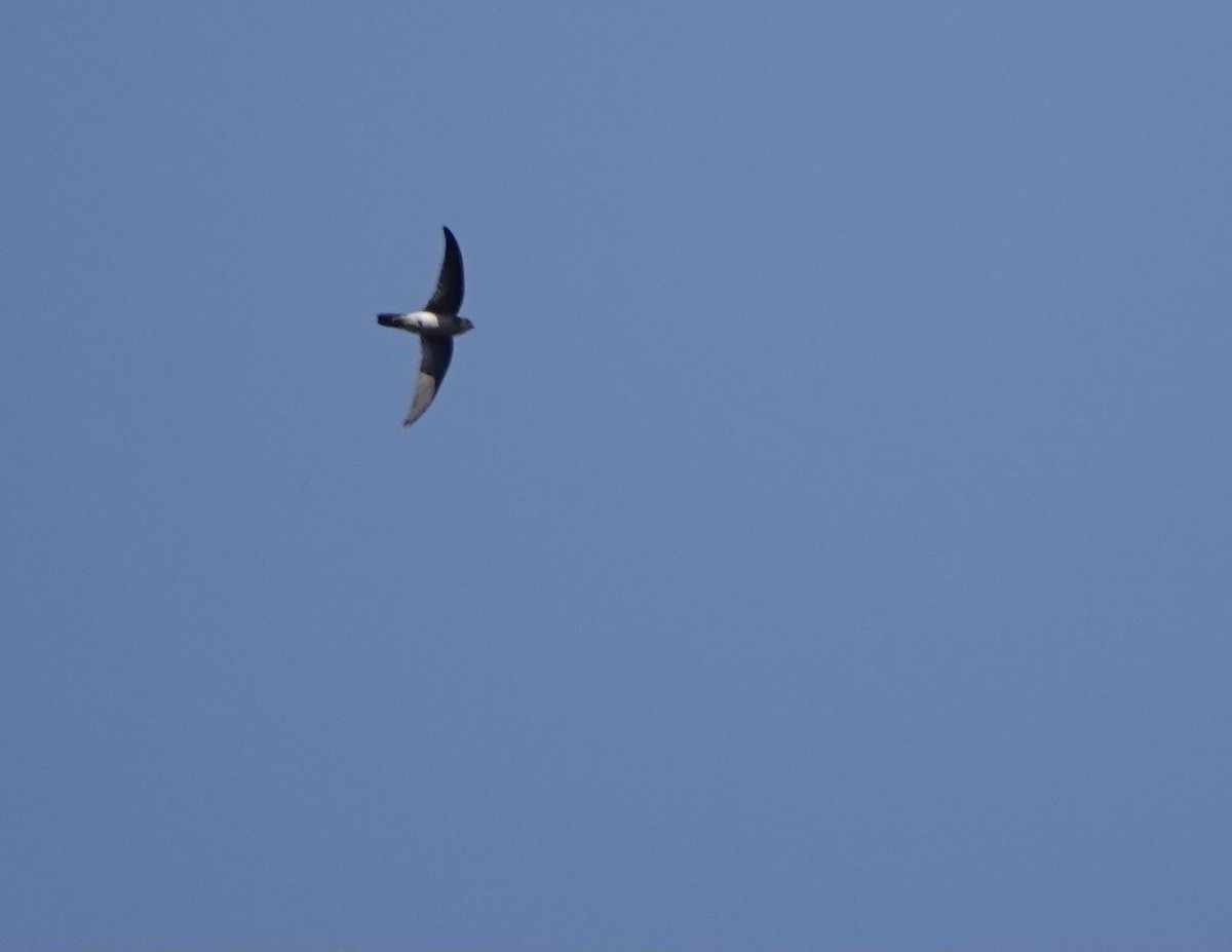 Drab Swiftlet - ML626026637