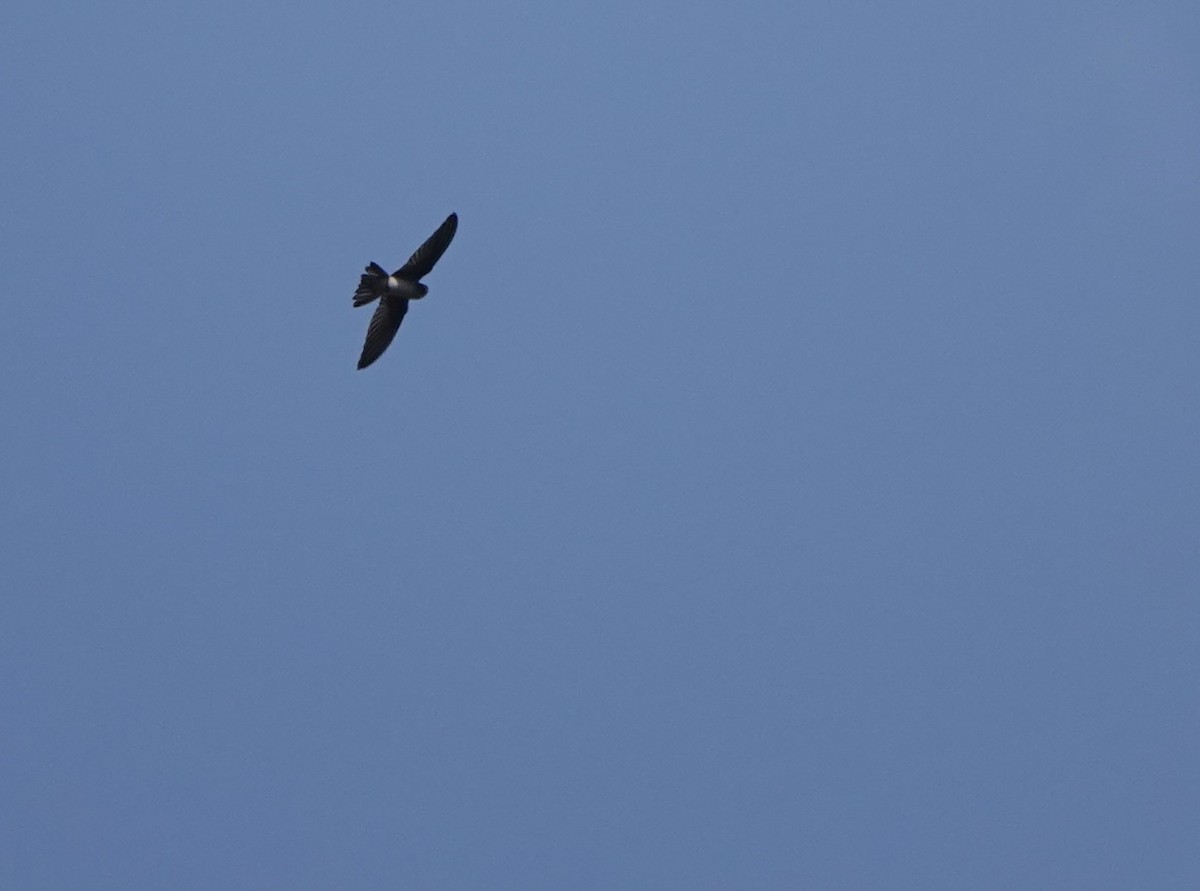 Drab Swiftlet - ML626026638