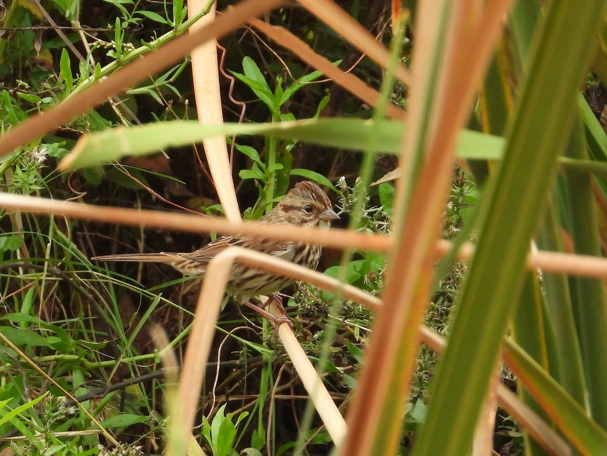 Song Sparrow - ML626026696