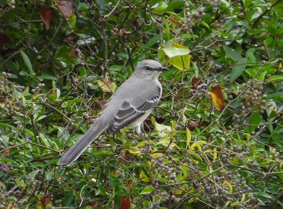 Northern Mockingbird - ML626026712