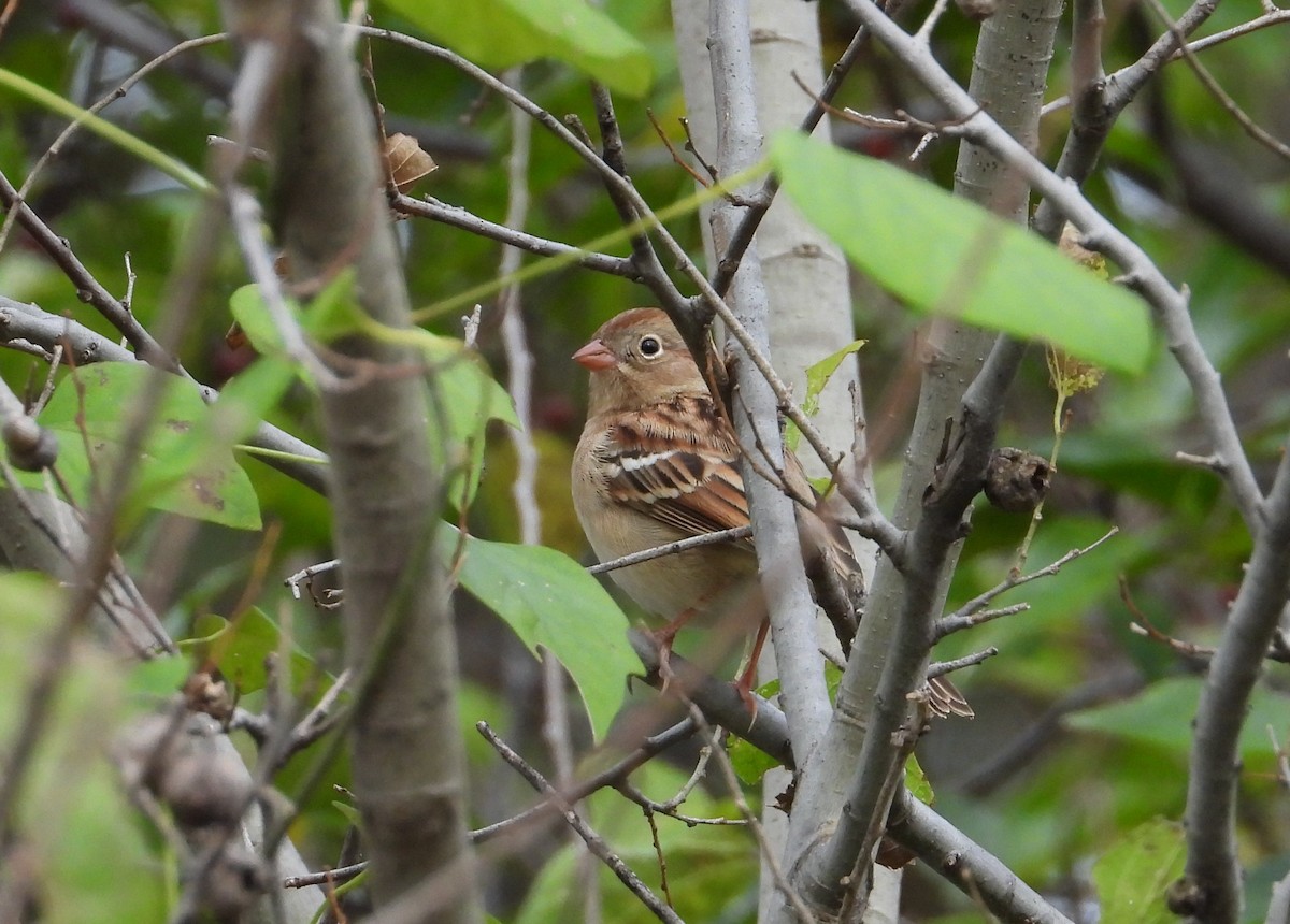 Field Sparrow - ML626026742