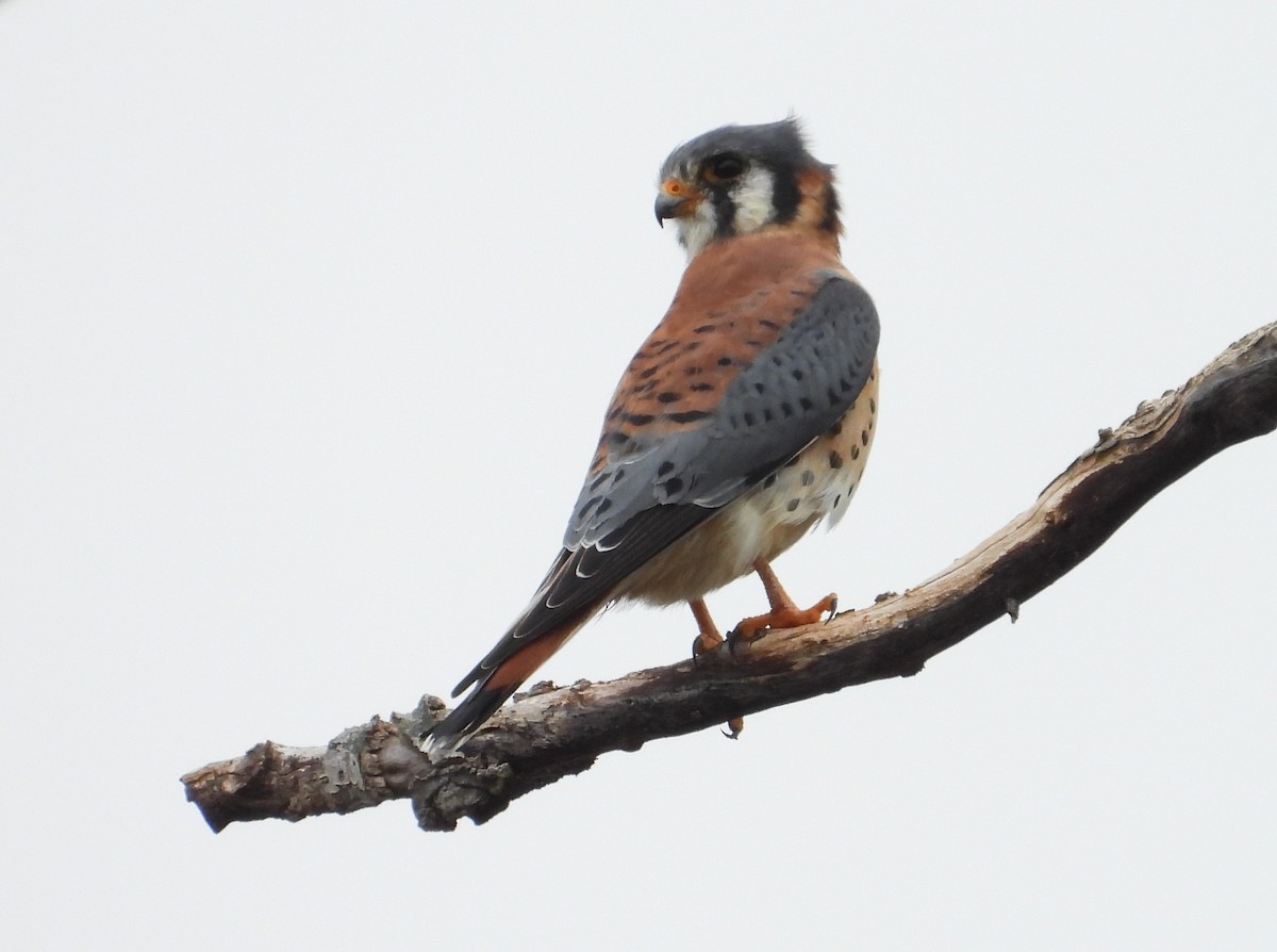 American Kestrel - ML626026792