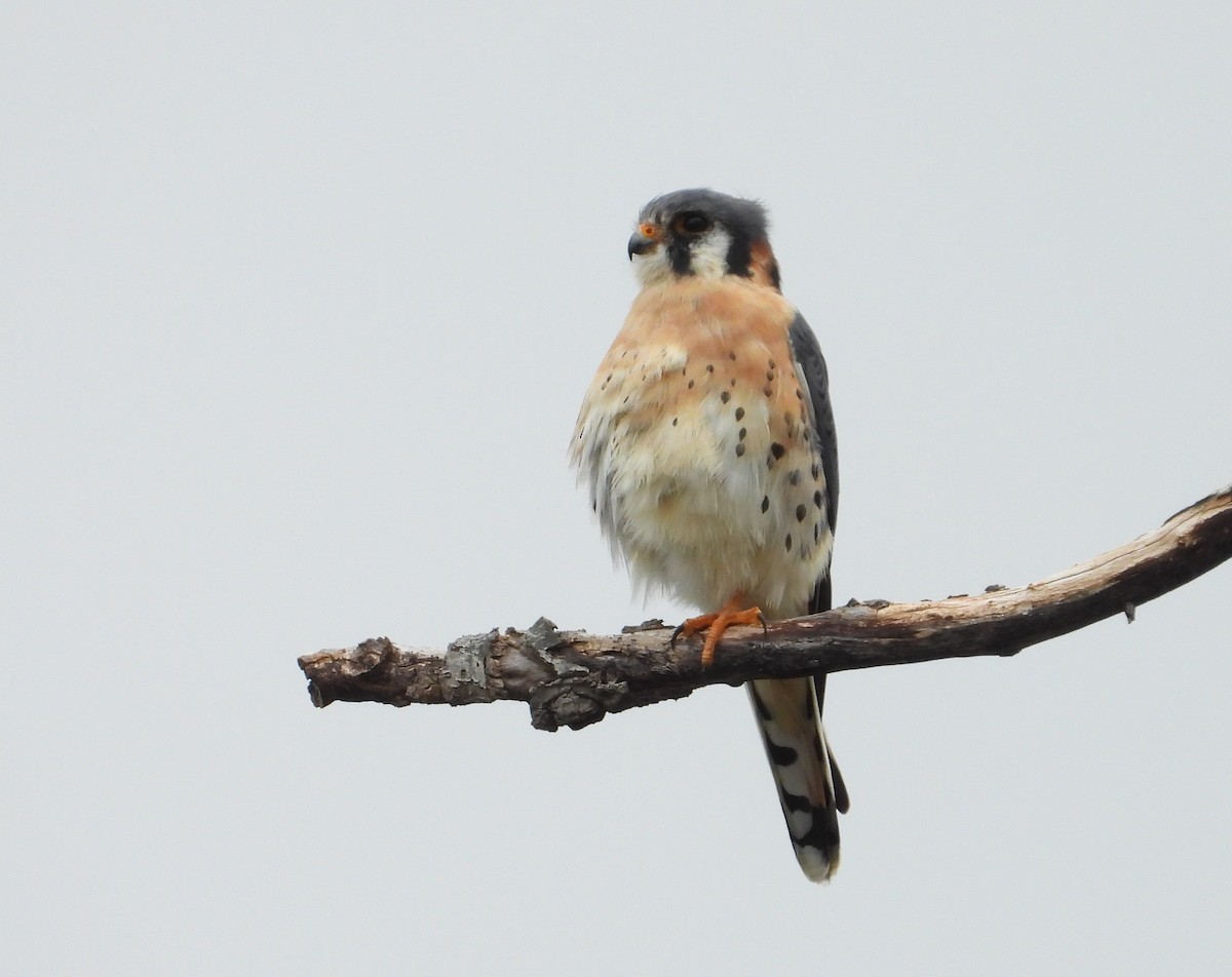 American Kestrel - ML626026843