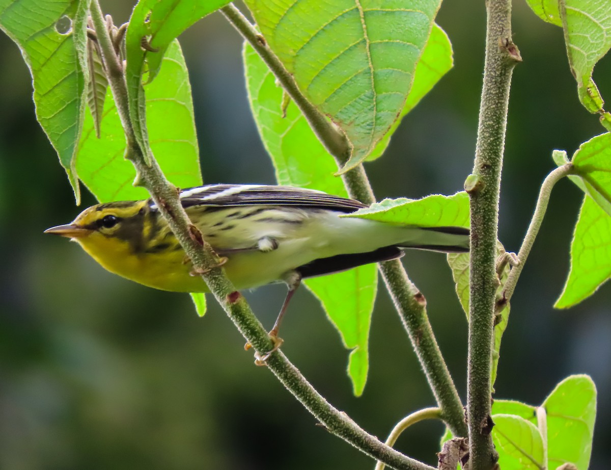 Blackburnian Warbler - ML626026866