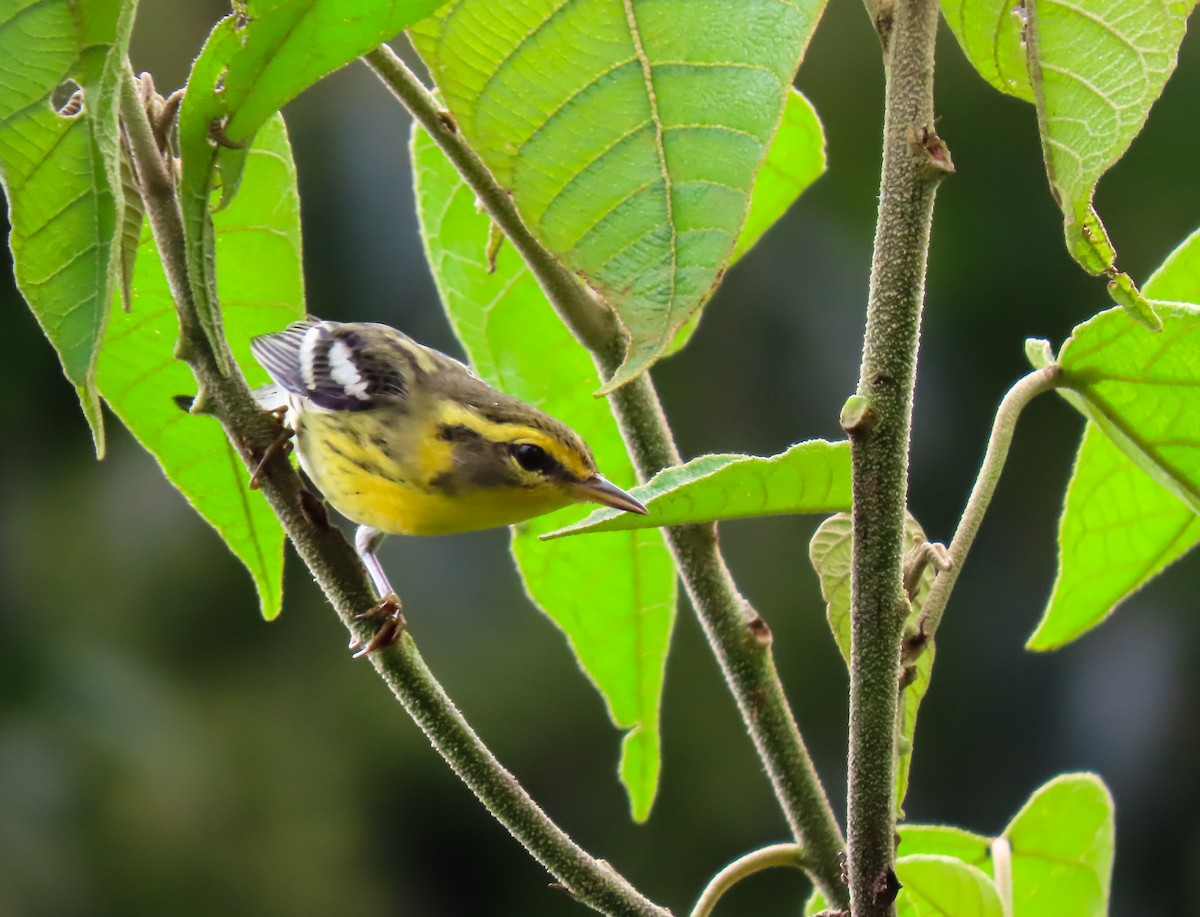 Blackburnian Warbler - ML626026867