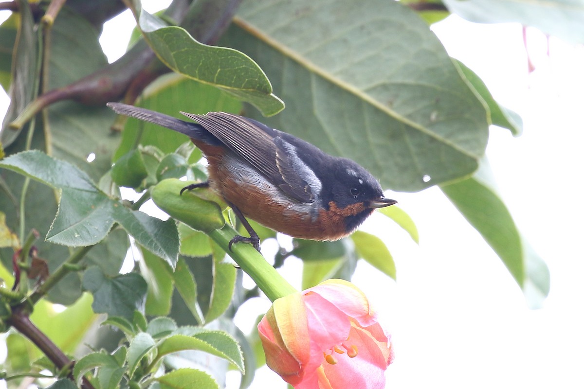 Black-throated Flowerpiercer - ML626026964