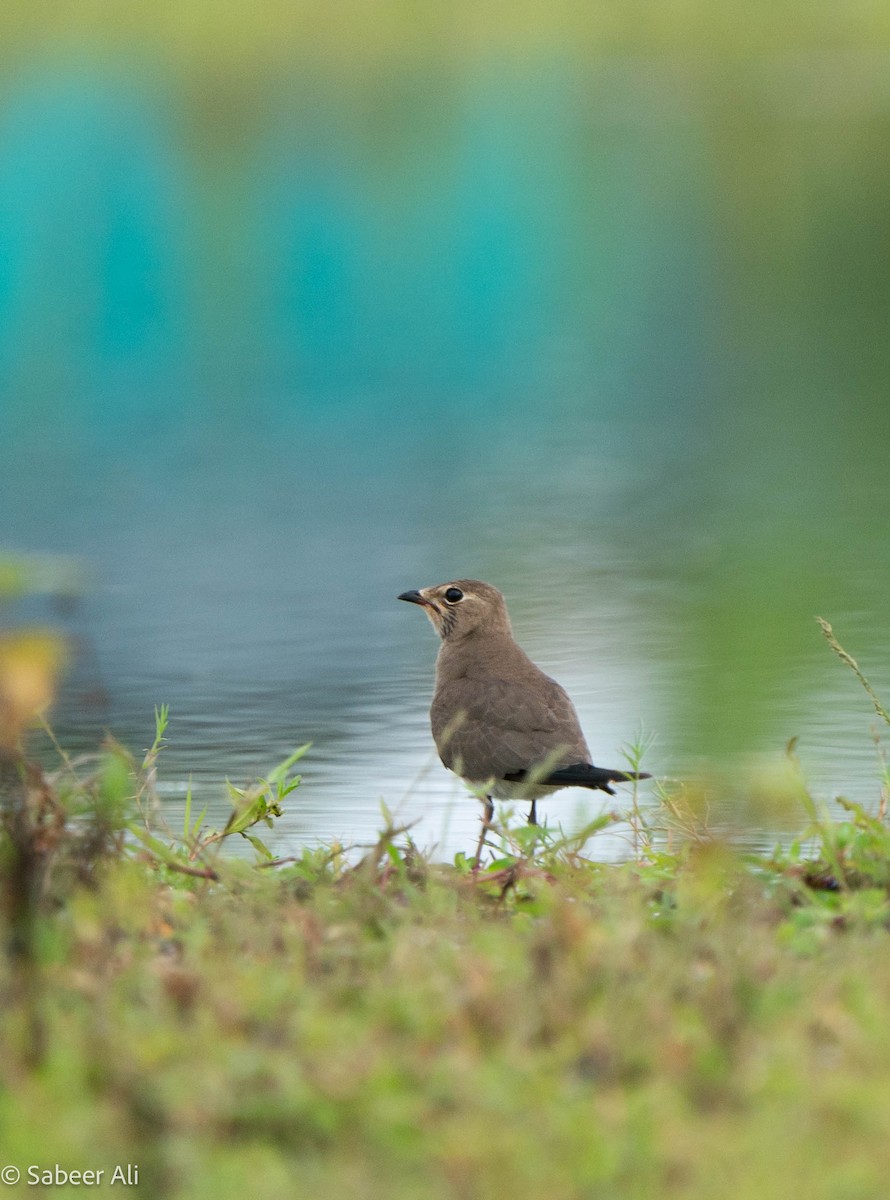 Oriental Pratincole - ML626027150