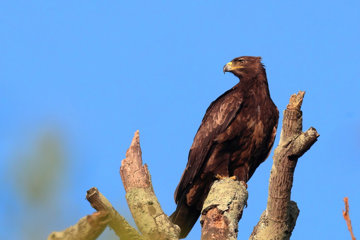 Tawny Eagle - ML626027152