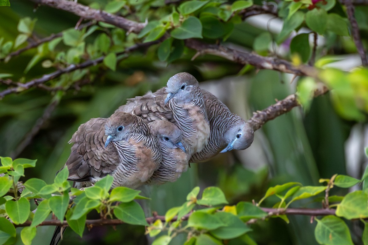 Zebra Dove - ML626027240