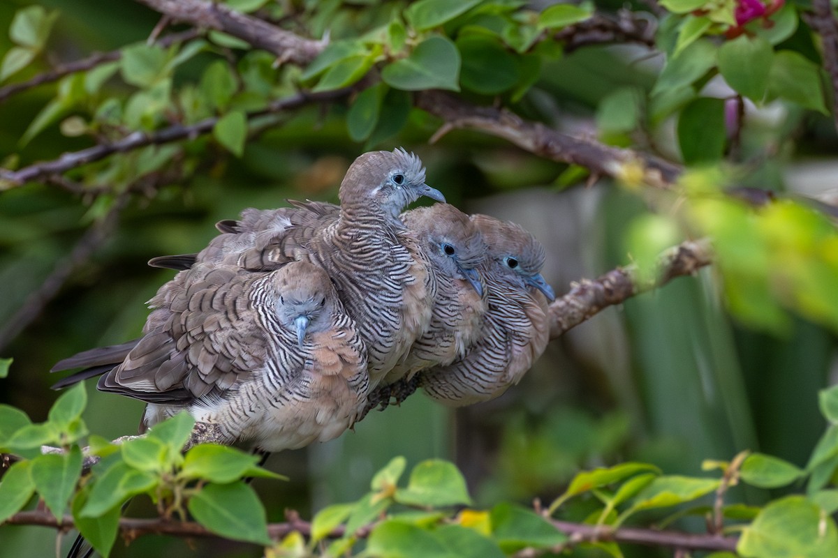 Zebra Dove - ML626027241