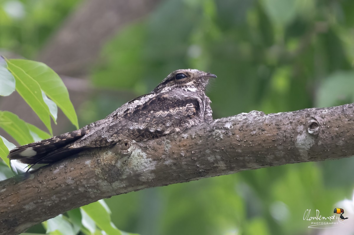 Gray Nightjar - ML626027295