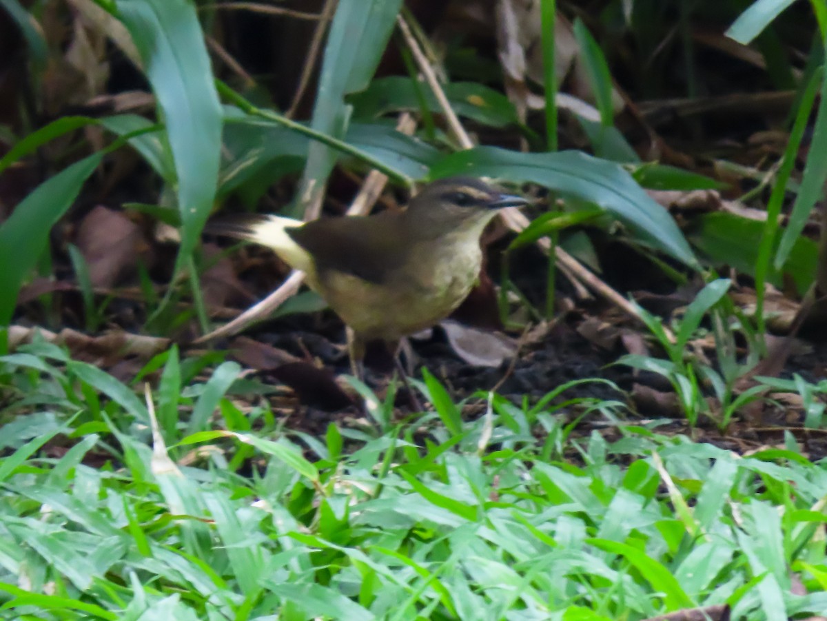 Buff-rumped Warbler - ML626027302