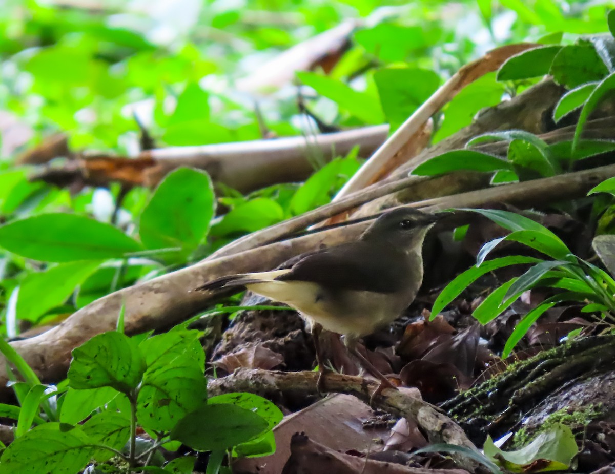 Buff-rumped Warbler - ML626027303