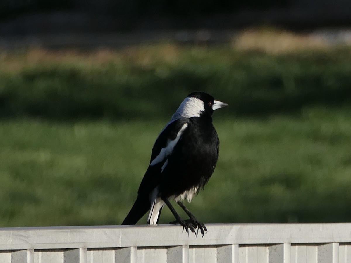 Australian Magpie - ML626027388
