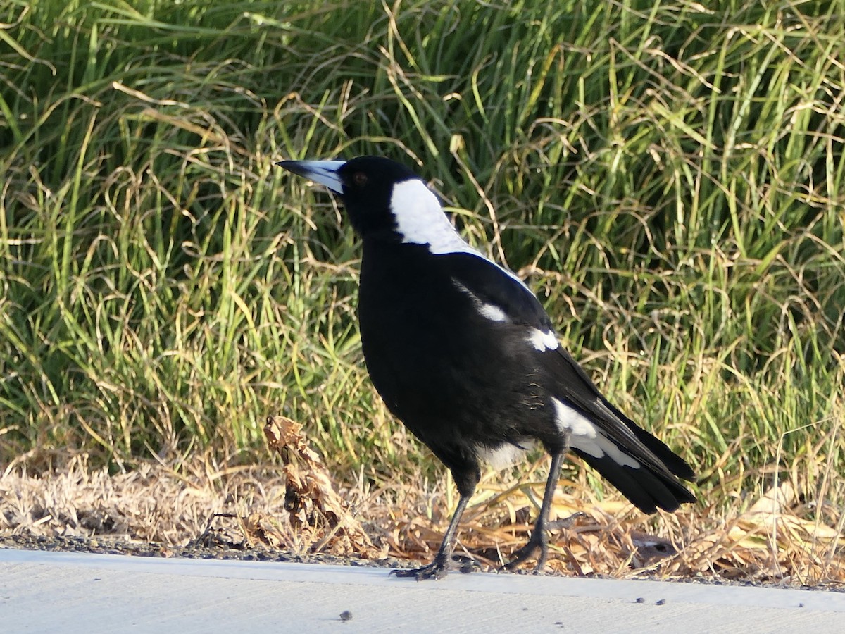 Australian Magpie - ML626027397