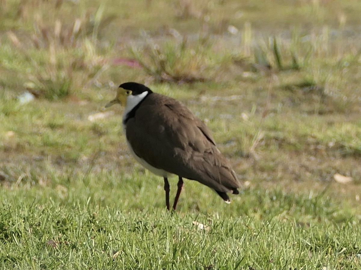 Masked Lapwing - ML626027463