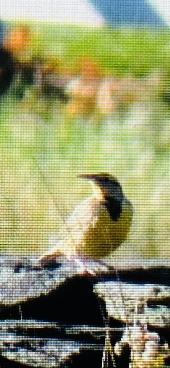 Eastern Meadowlark - ML626027470