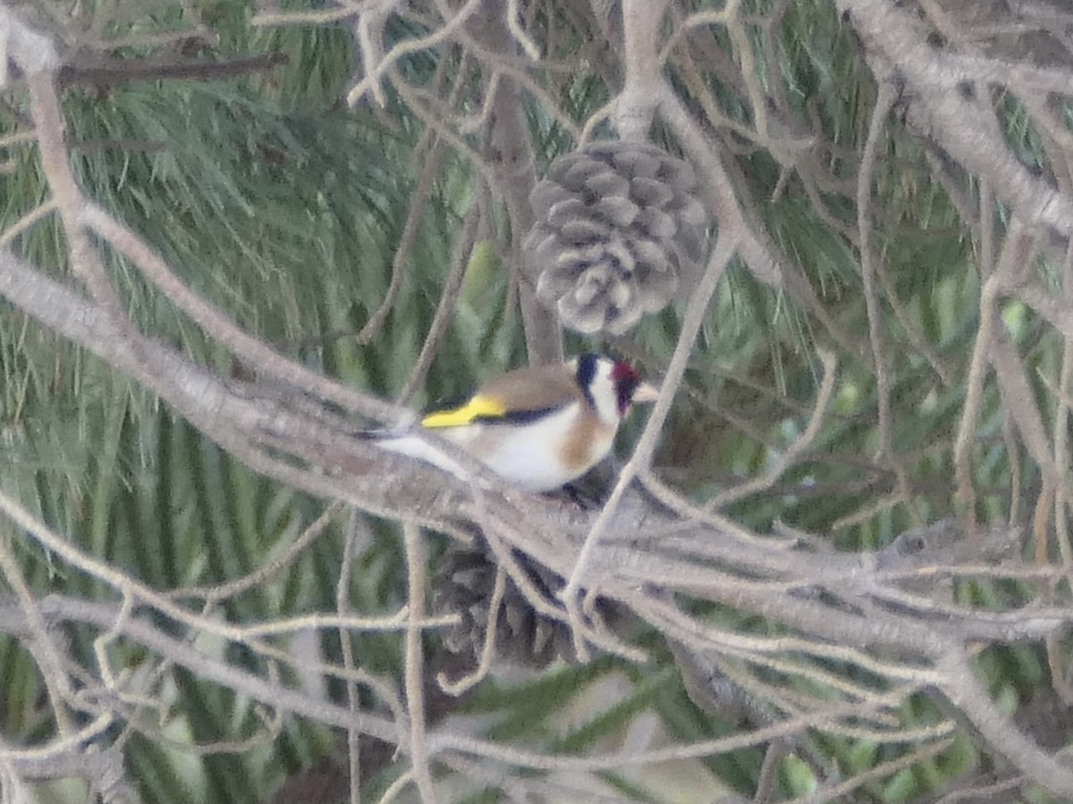 European Goldfinch - ML626027484