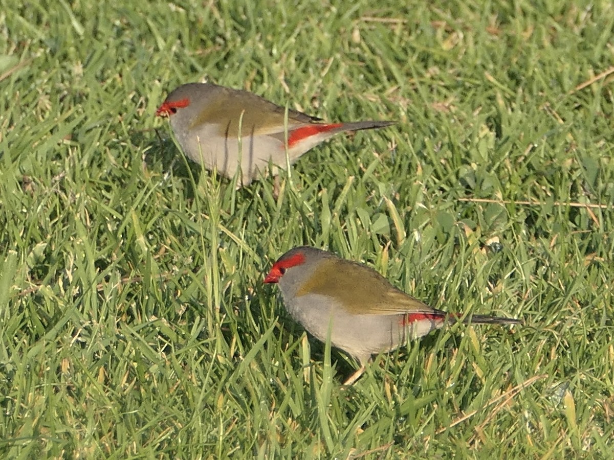 Red-browed Firetail - ML626027507